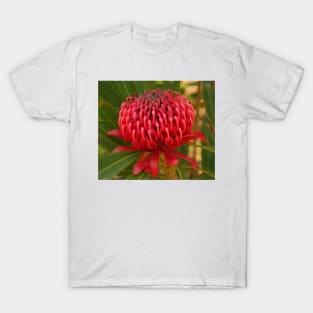 Waratah in the wild T-Shirt